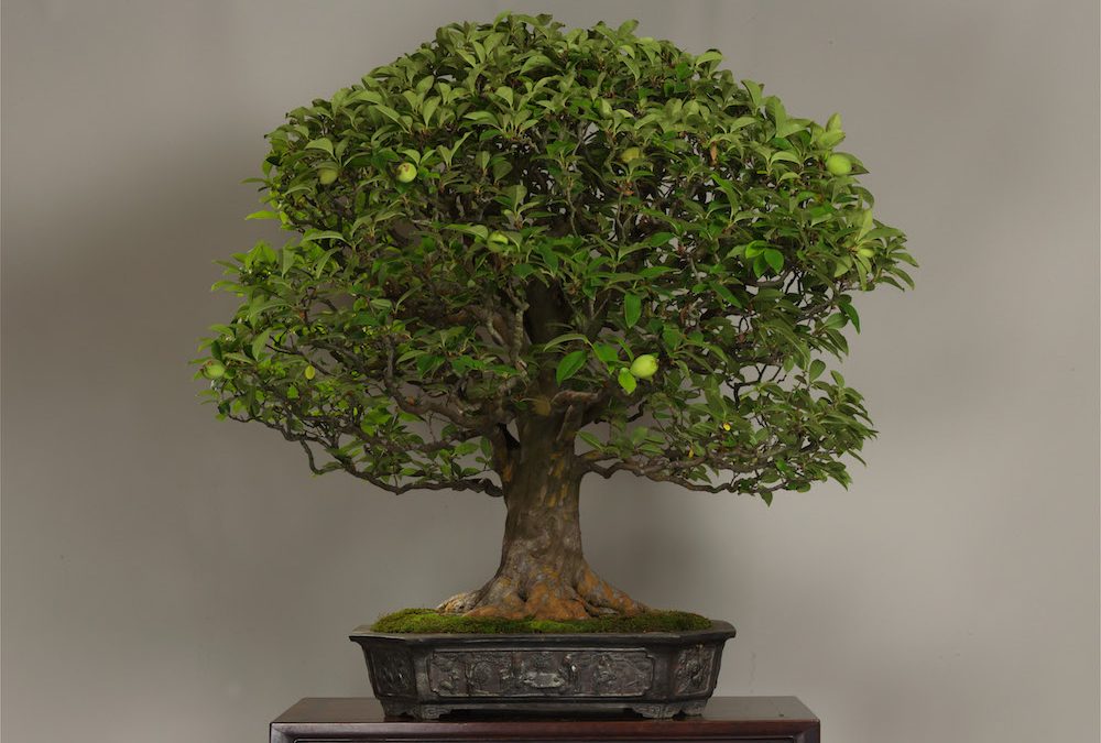 Lucknow’s first ever Bonsai Summit starts from 27th