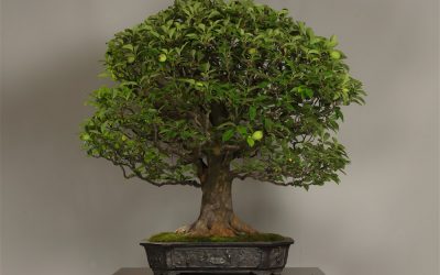Lucknow’s first ever Bonsai Summit starts from 27th